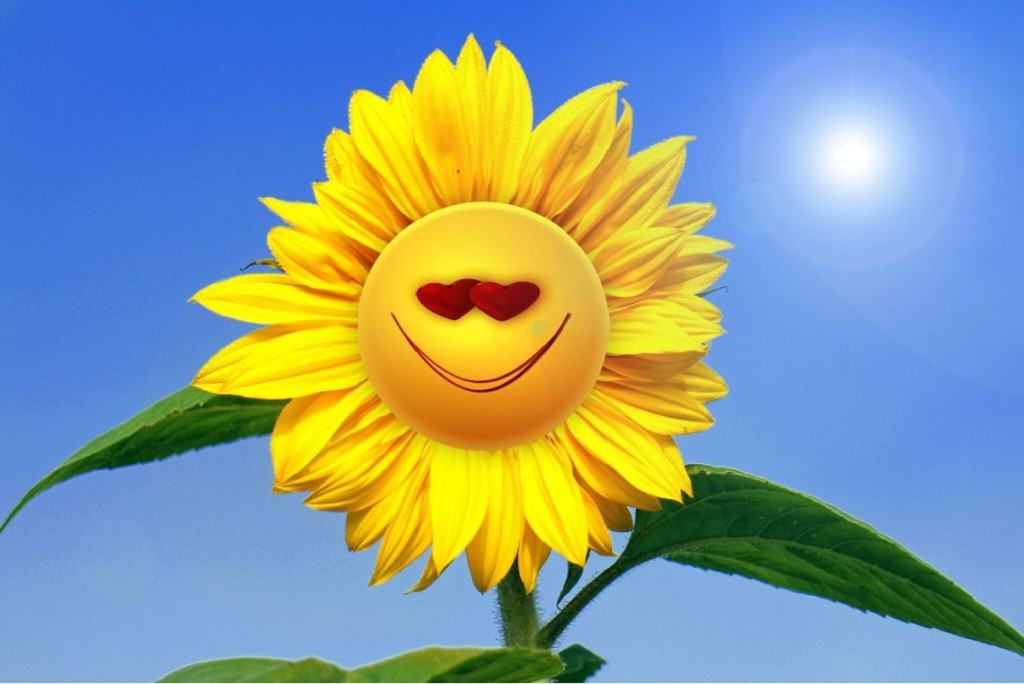 sun-flower-493951_1280